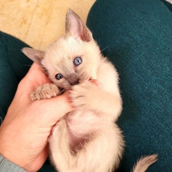 Kitten Siamese Shorthair  Noacococats.com