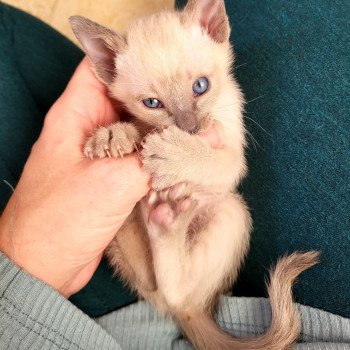 Kitten Siamese Shorthair  Noacococats.com