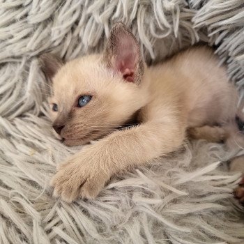 Kitten Siamese Shorthair  Noacococats.com