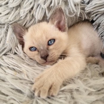 Kitten Siamese Shorthair  Noacococats.com