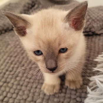 Kitten Siamese Shorthair  Noacococats.com