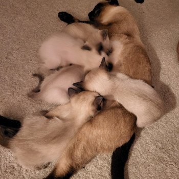 Kitten Siamese Shorthair  Noacococats.com