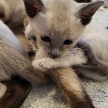Kitten Siamese Shorthair  Noacococats.com