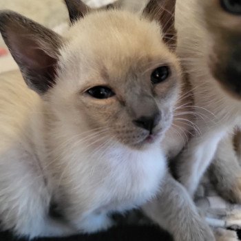 Kitten Siamese Shorthair  Noacococats.com