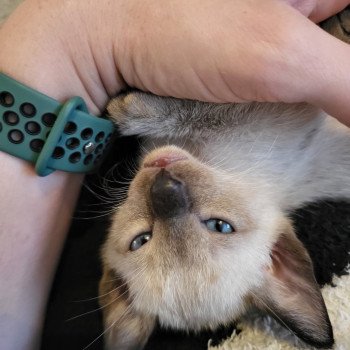 Kitten Siamese Shorthair  Noacococats.com