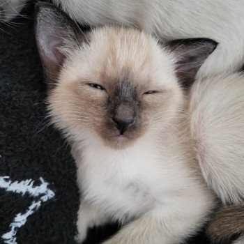 Kitten Siamese Shorthair  Noacococats.com
