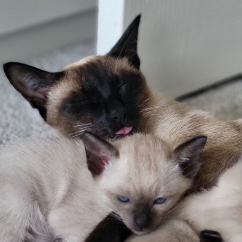 Kitten Siamese Shorthair  Noacococats.com