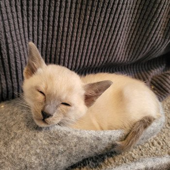 Kitten Siamese Shorthair  Noacococats.com