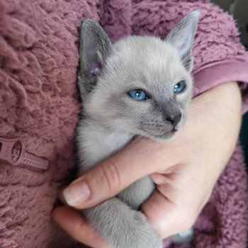 Kitten Siamese Shorthair  Noacococats.com